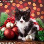 Kitty Breitenberg