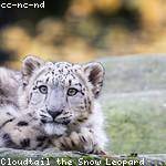 Davion Johnston