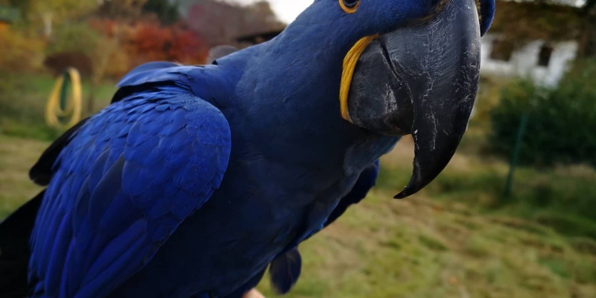 What You Need To Do On This Mindy Catalina Macaw