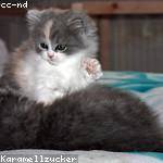Desiree Kemmer