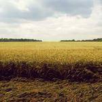 Ruthe Hammes