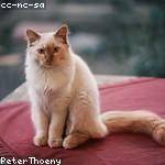 Pearlie Schmeler