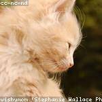 Winifred Klocko