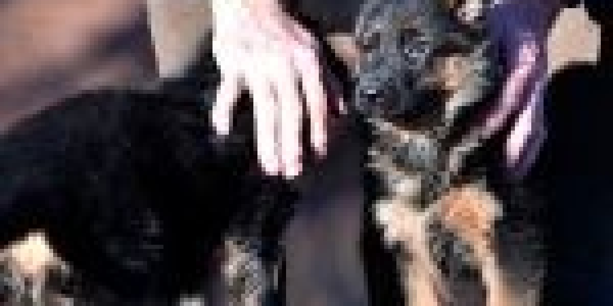 You'll Never Be Able To Figure Out This Buy A German Shepherd's Tricks