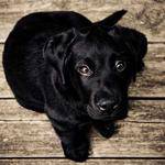 Bailey Abernathy