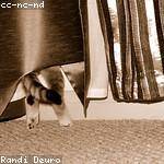 Tiffany Dach