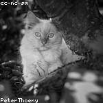 Lenore Altenwerth