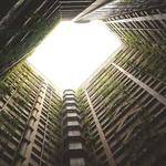 Fern Frami