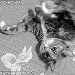Winifred Kovacek