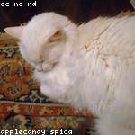 Kitty Streich